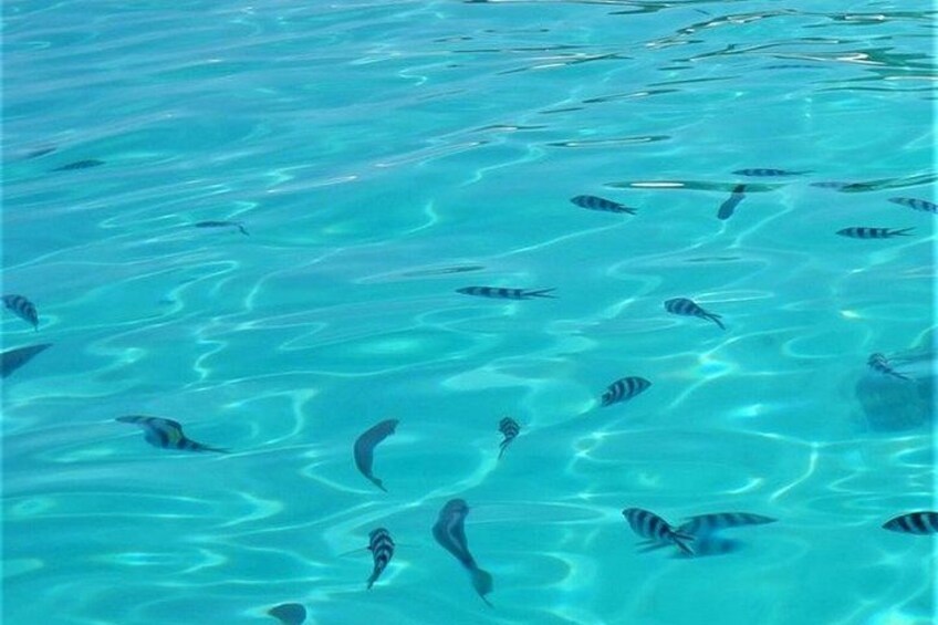 A clear blue water body with several fish swimming. 3