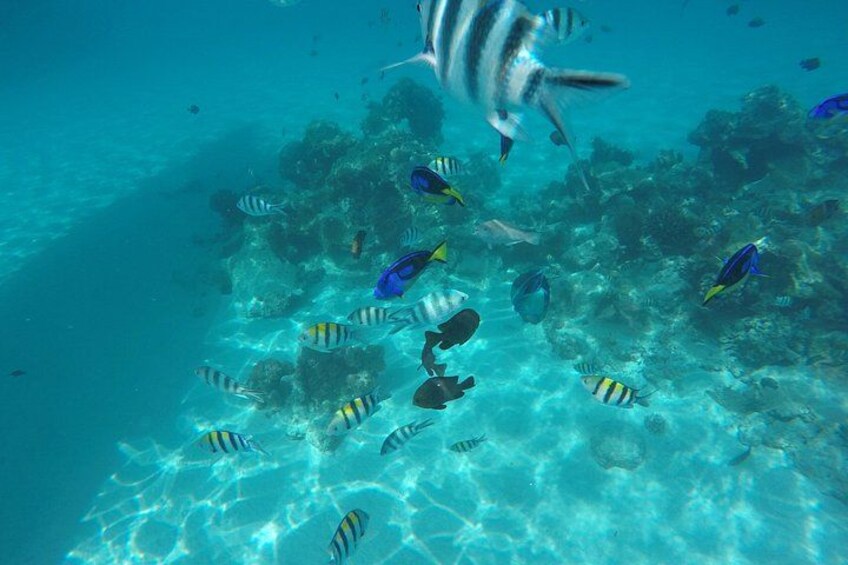 An underwater scene with various fish swimming near a coral reef. 2
