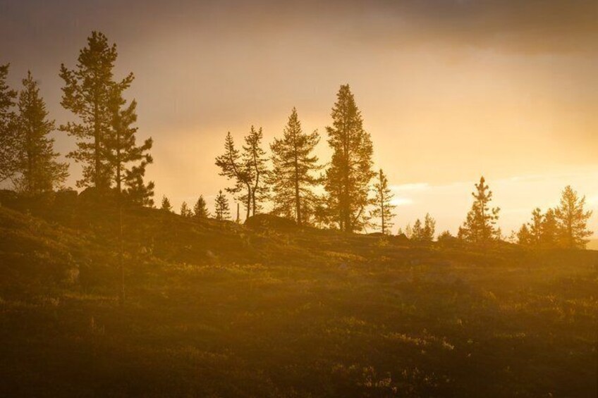 A forested hillside with tall trees and a sunset in the background. 3