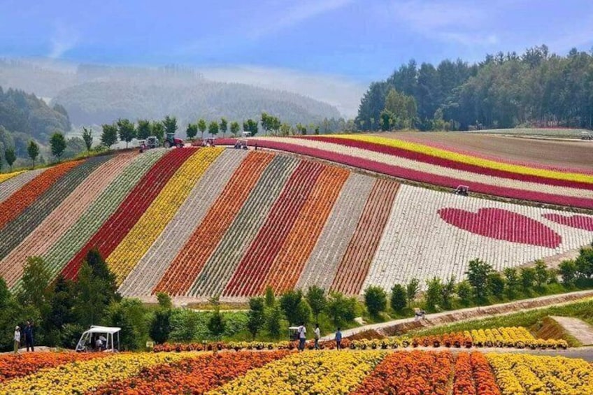 A large field of flowers arranged in colorful stripes and a heart shape. 4