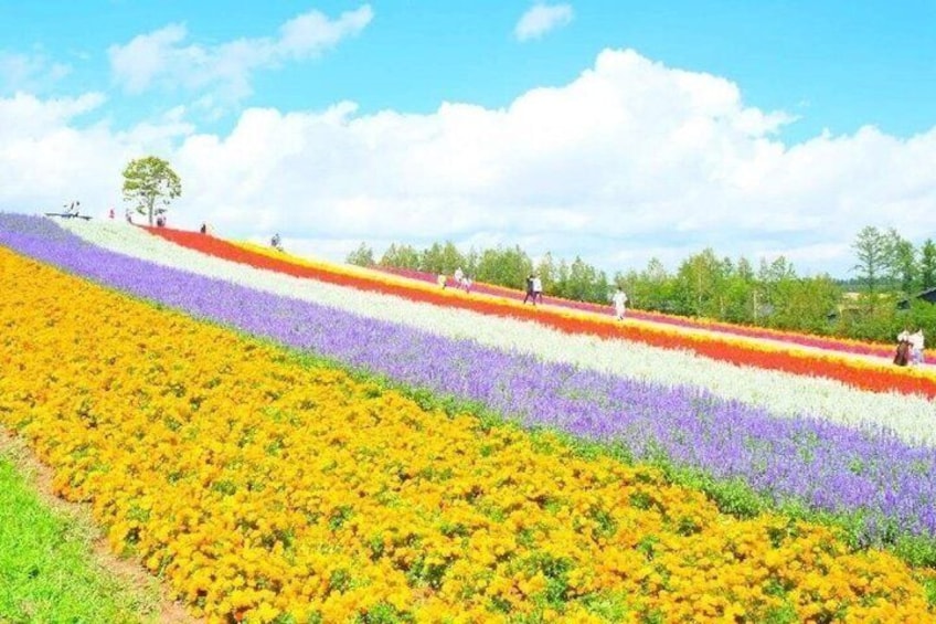 A field of flowers in various colors, a clear sky, and a few people walking. 5