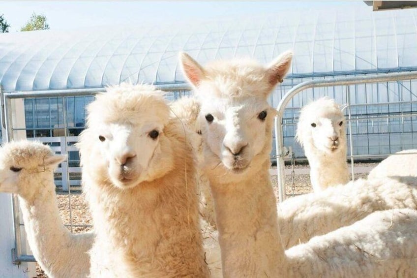 Alpacas in a pen with a greenhouse in the background. 3