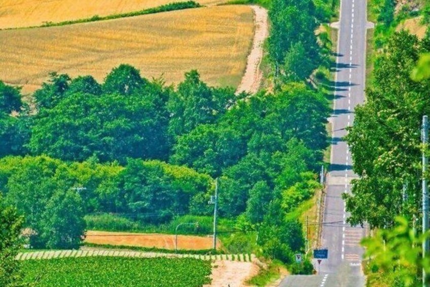 A rural road flanked by green fields and trees. 1