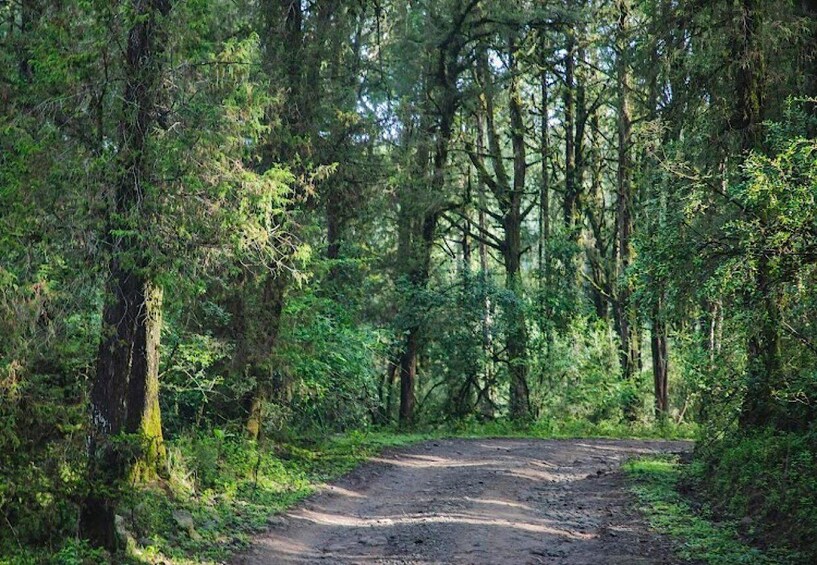 Metsäinen, sorapäällysteinen polku, jonka ympärillä on tiheää puustoa ja aluskasvillisuutta. 2