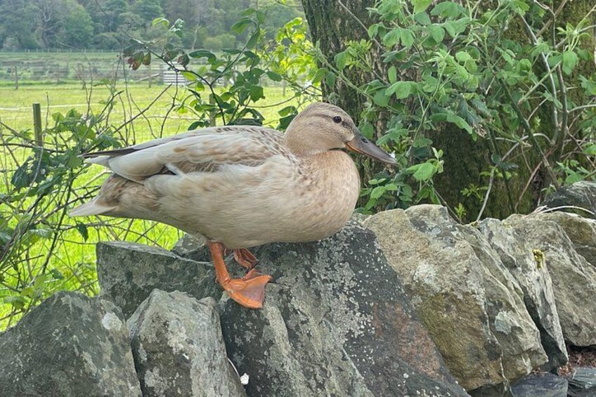 Un pato posado sobre una roca con follaje al fondo. 4