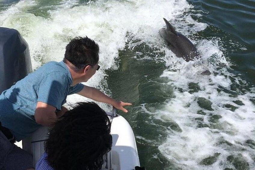 Dolphin Tours - Fort Myers Beach / Naples 2