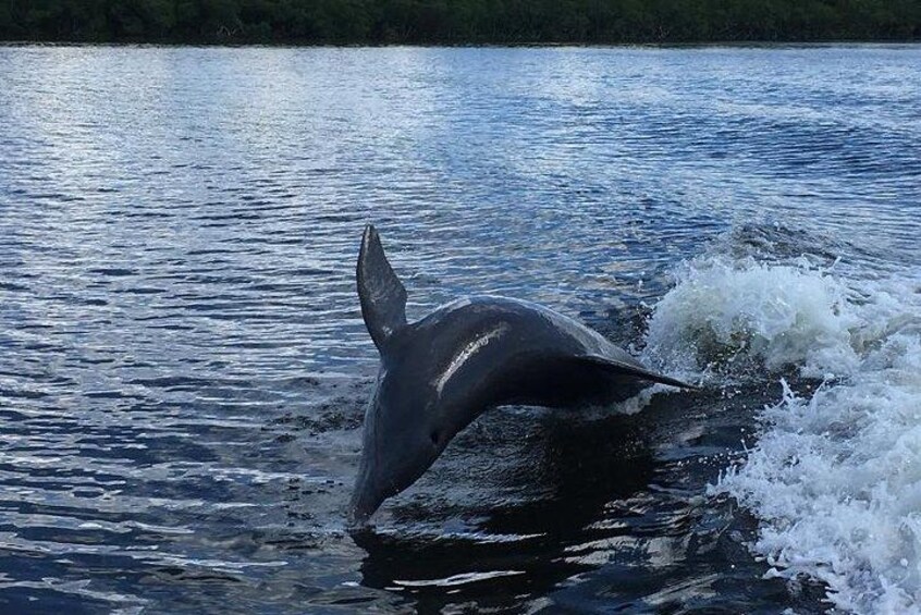 Dolphin Tours - Fort Myers Beach / Naples 5