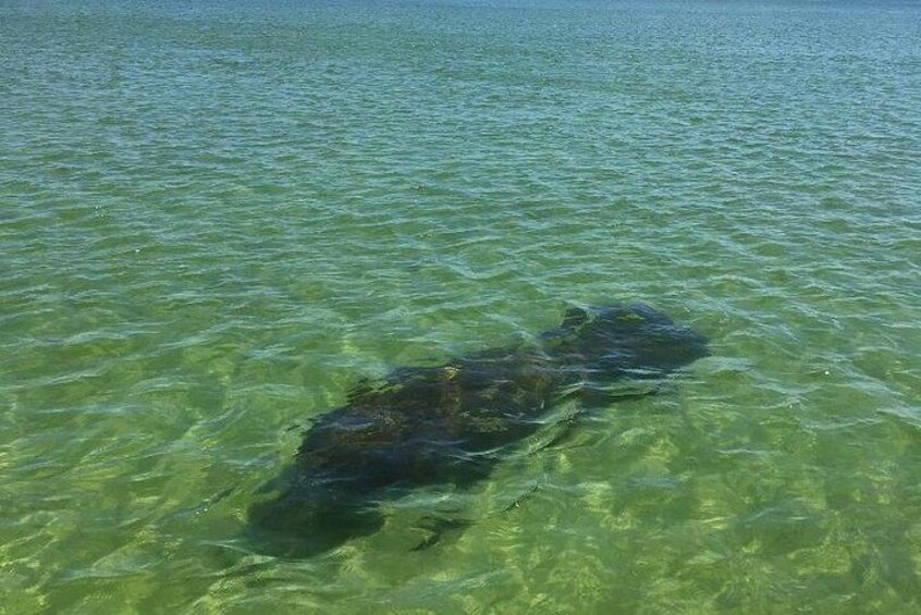 Dolphin Tours - Fort Myers Beach / Naples 3