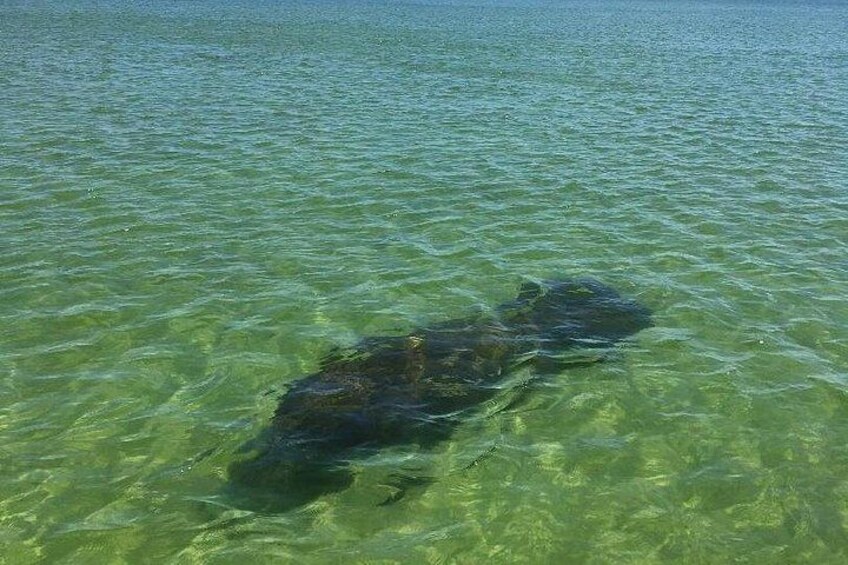 Dolphin Tours - Fort Myers Beach / Naples 3