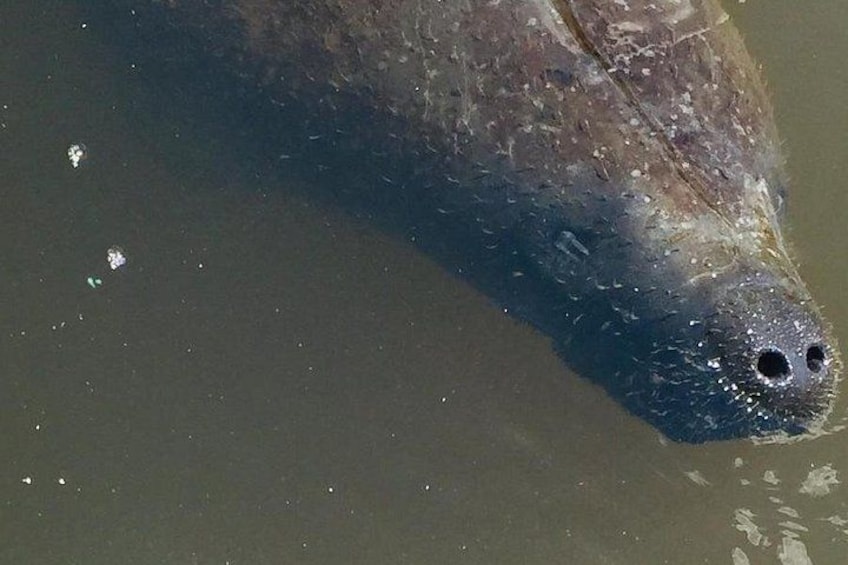 Dolphin Tours - Fort Myers Beach / Naples 2