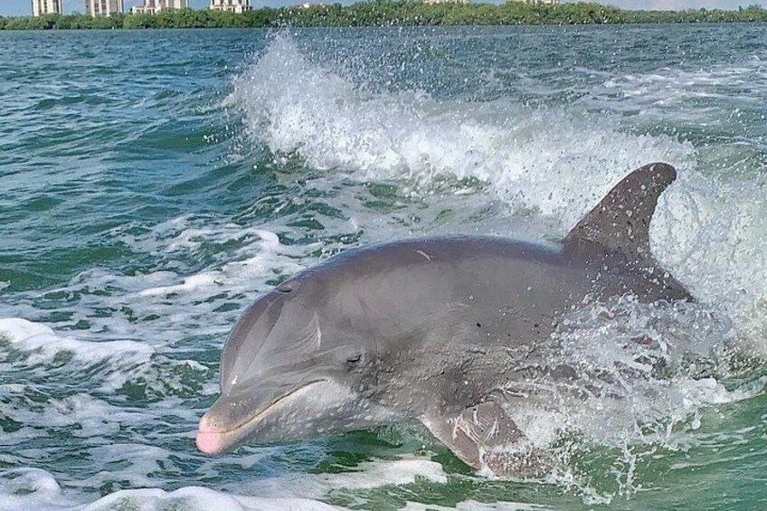 Dolphin Tours - Fort Myers Beach / Naples 1