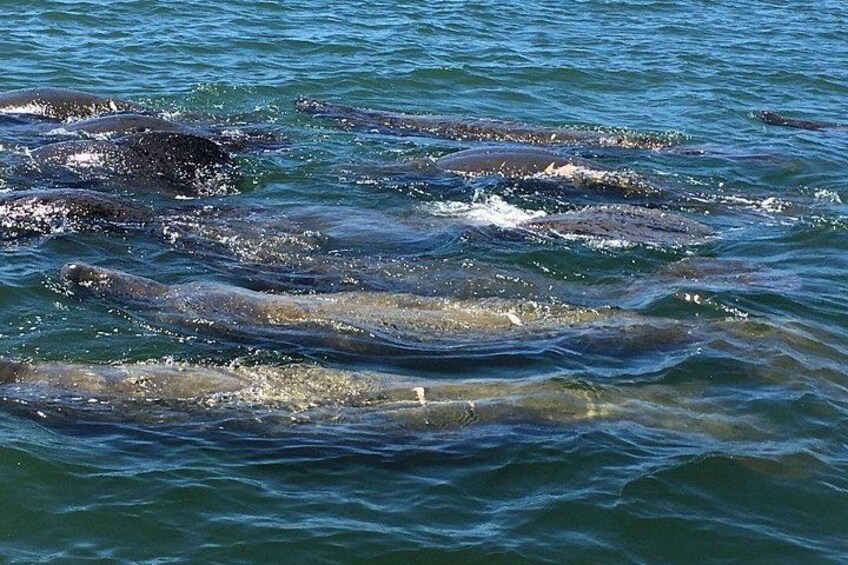 Dolphin Tours - Fort Myers Beach / Naples 5