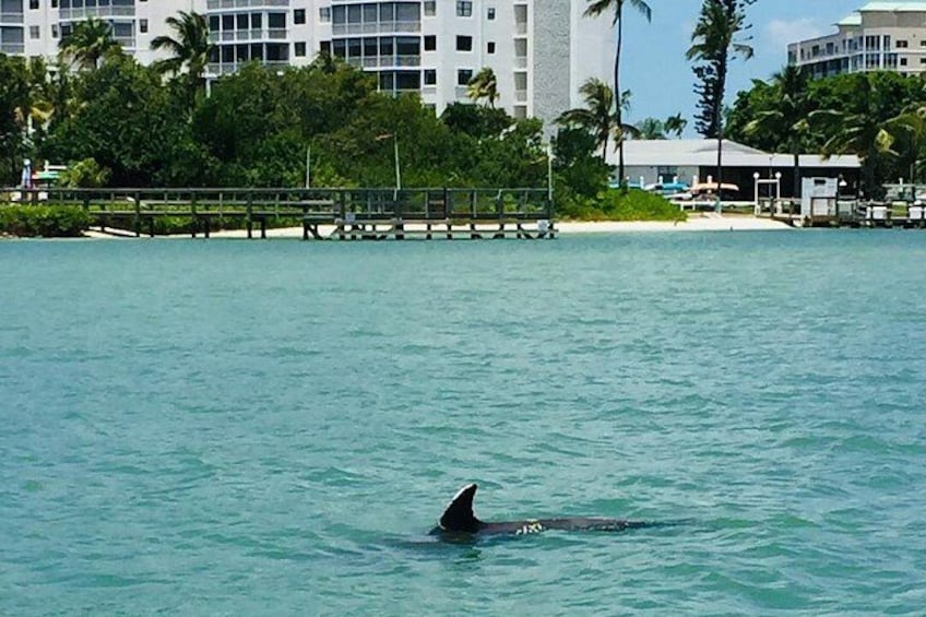 Dolphin Tours - Fort Myers Beach / Naples 3