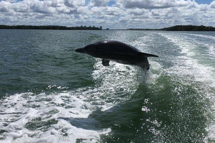 Dolphin Tours - Fort Myers Beach / Naples 2