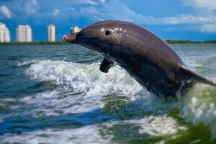 Un dauphin bondissant hors de l’eau, avec la silhouette d’une ville en arrière-plan. 2