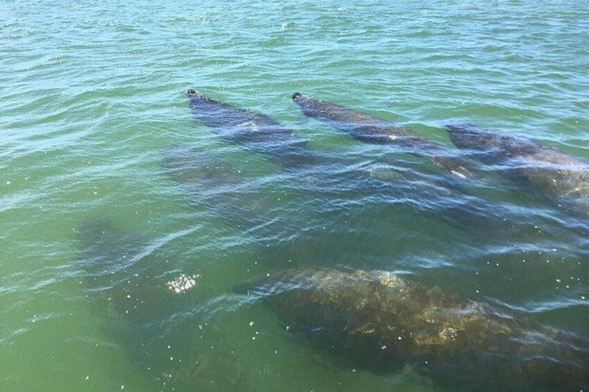 Dolphin Tours - Fort Myers Beach / Naples 4