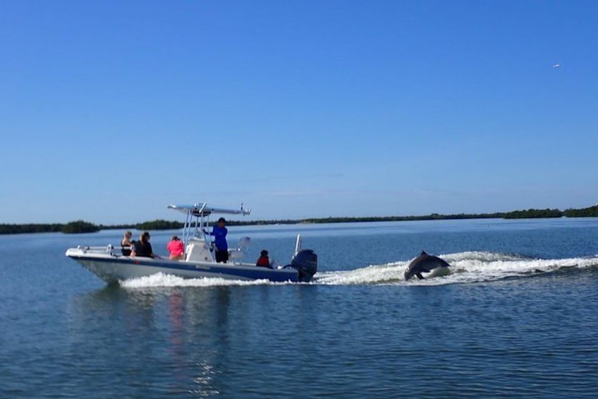 Dolphin Tours - Fort Myers Beach / Naples 5