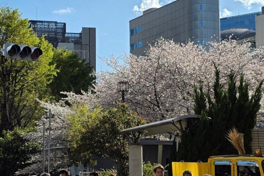 Cherry blossoms, a traffic light, and modern buildings. 5