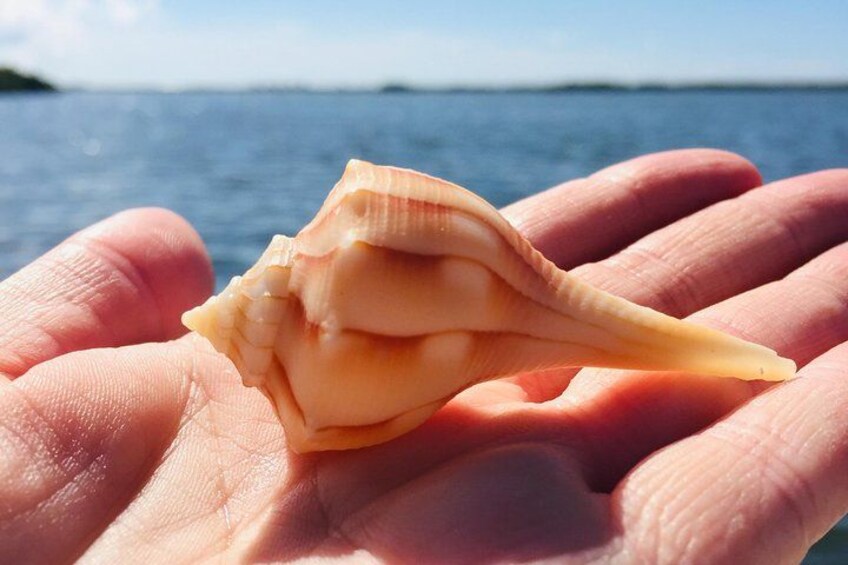 Shelling Tours - Fort Myers Beach / Naples 2