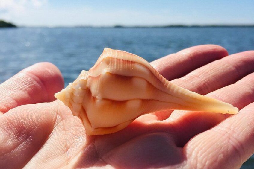 Shelling Tours - Fort Myers Beach / Naples 2