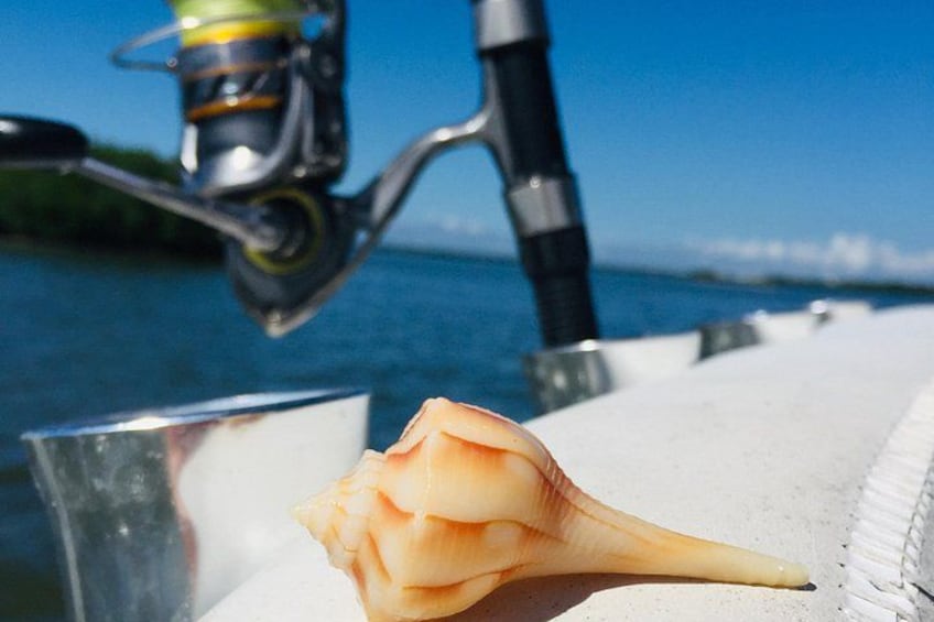 Shelling Tours - Fort Myers Beach / Naples 2