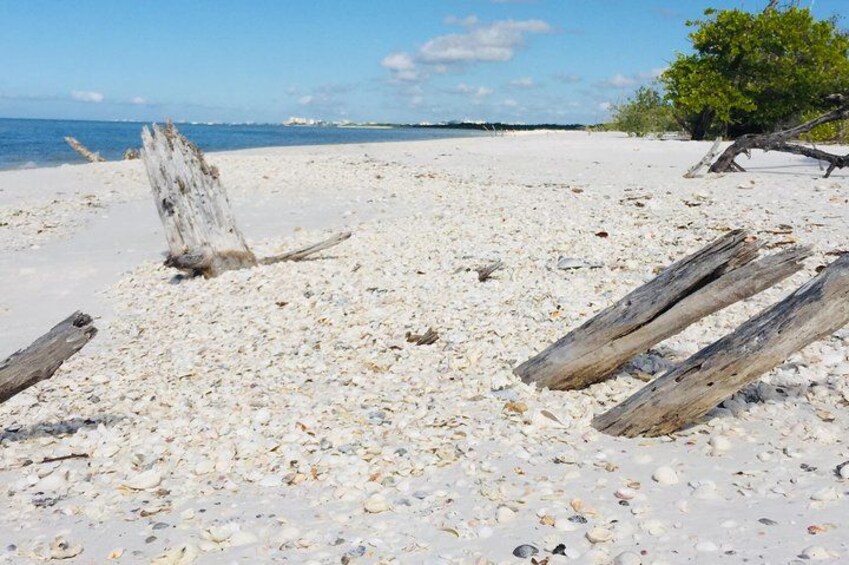 Shelling Tours - Fort Myers Beach / Naples 5