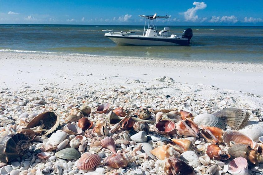 Shelling Tours - Fort Myers Beach / Naples 1