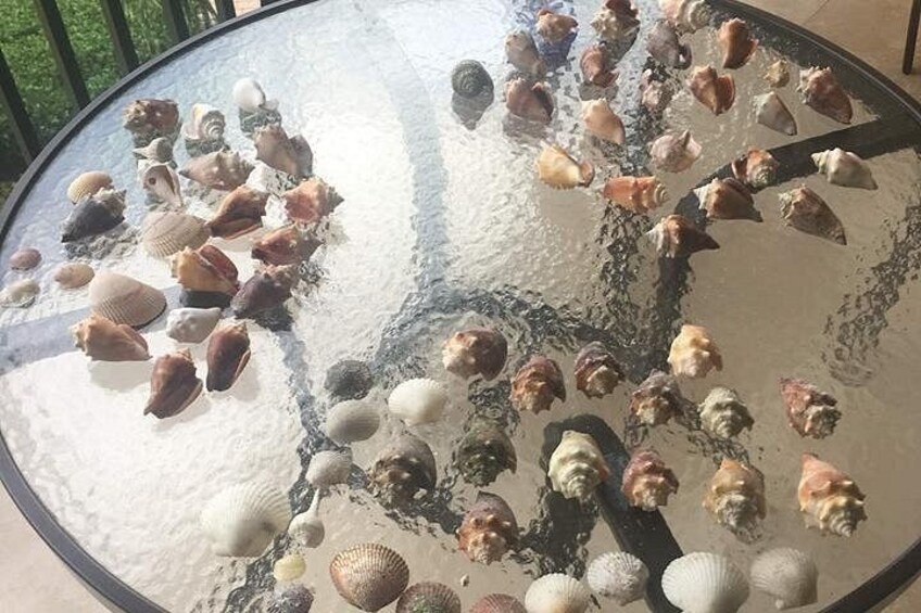 Shelling Tours - Fort Myers Beach / Naples 3