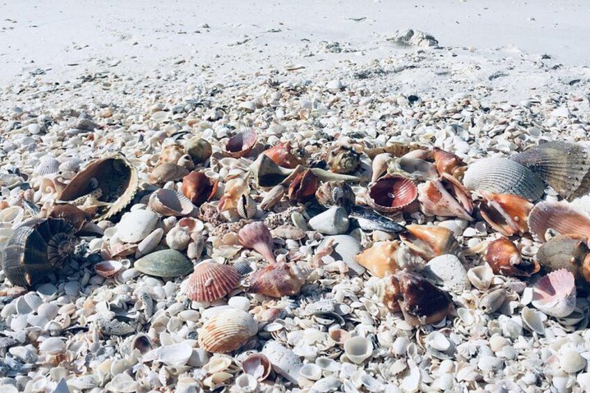 Shelling Tours - Fort Myers Beach / Naples 4