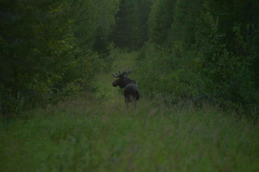 A moose in a dense forest. 2