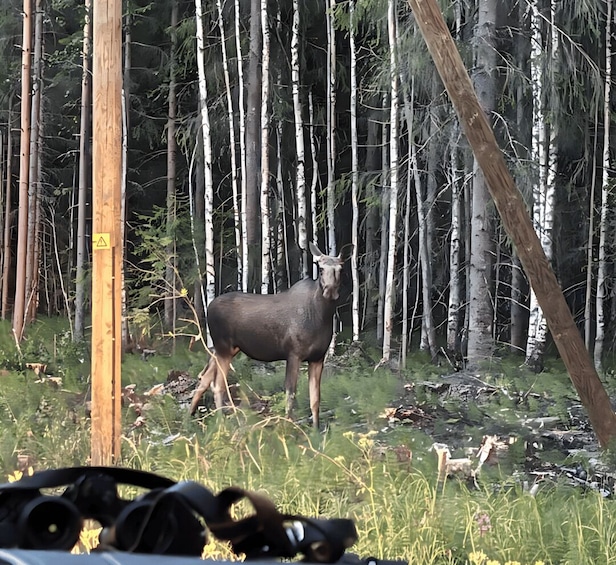 A moose in a forest with birch trees and a wooden post. 5
