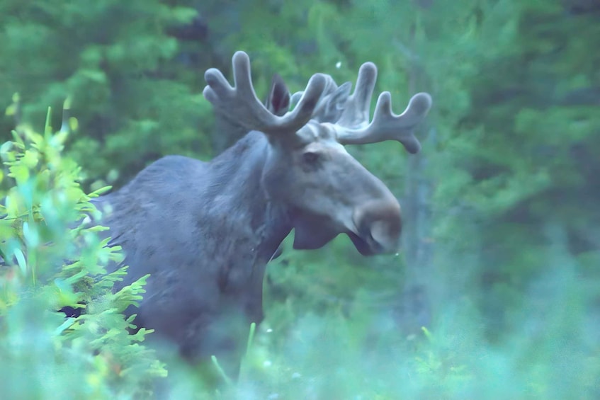 A moose in a forested area with dense greenery. 1
