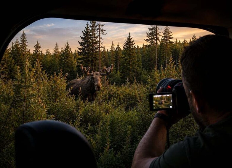 Rovaniemi: Unlimited-KM Moose & Arctic Wildlife Safari 1