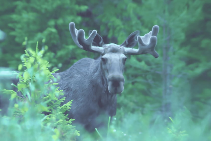A moose in a forest with dense green foliage. 4