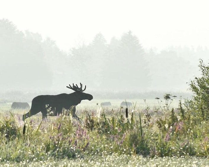 A moose in a field with fog in the background. 1