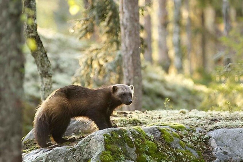 Picture 10 for Activity Rovaniemi: Unlimited-KM Moose & Arctic Wildlife Safari 2