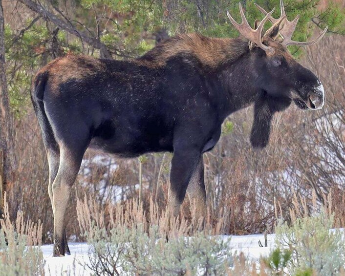 A moose standing in a snowy landscape with sparse vegetation and trees in the background. 3