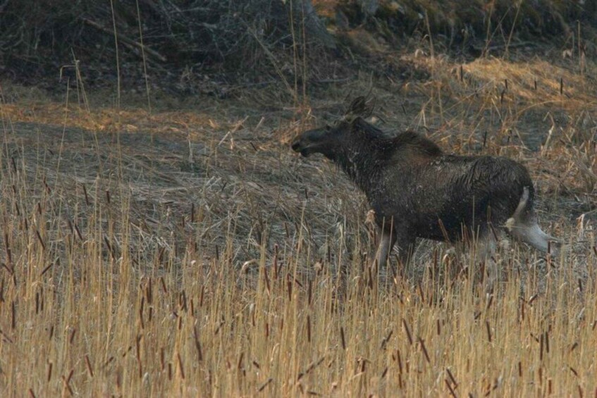 Picture 23 for Activity Rovaniemi: Unlimited-KM Moose & Arctic Wildlife Safari 4