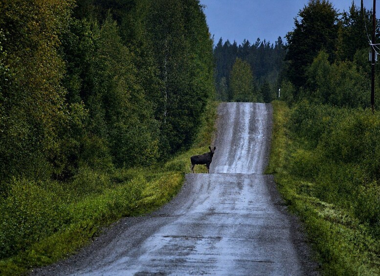 Picture 7 for Activity Rovaniemi: Unlimited-KM Moose & Arctic Wildlife Safari 4