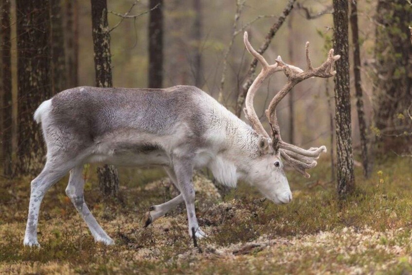 Picture 11 for Activity Rovaniemi: Unlimited-KM Moose & Arctic Wildlife Safari 5