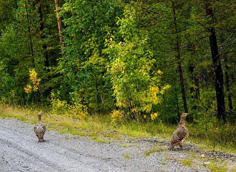 Picture 20 for Activity Rovaniemi: Unlimited-KM Moose & Arctic Wildlife Safari 2