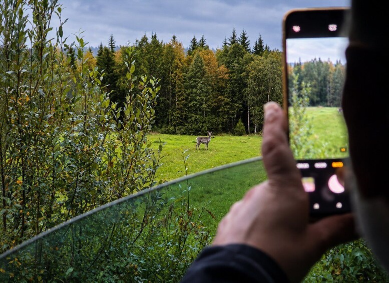 Picture 5 for Activity Rovaniemi: Unlimited-KM Moose & Arctic Wildlife Safari 3