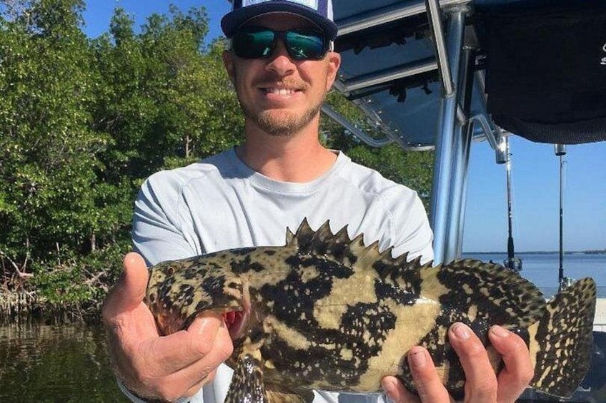 Goliath Grouper 1