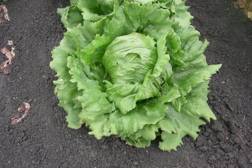 Salinas Valley Farm Tour 3