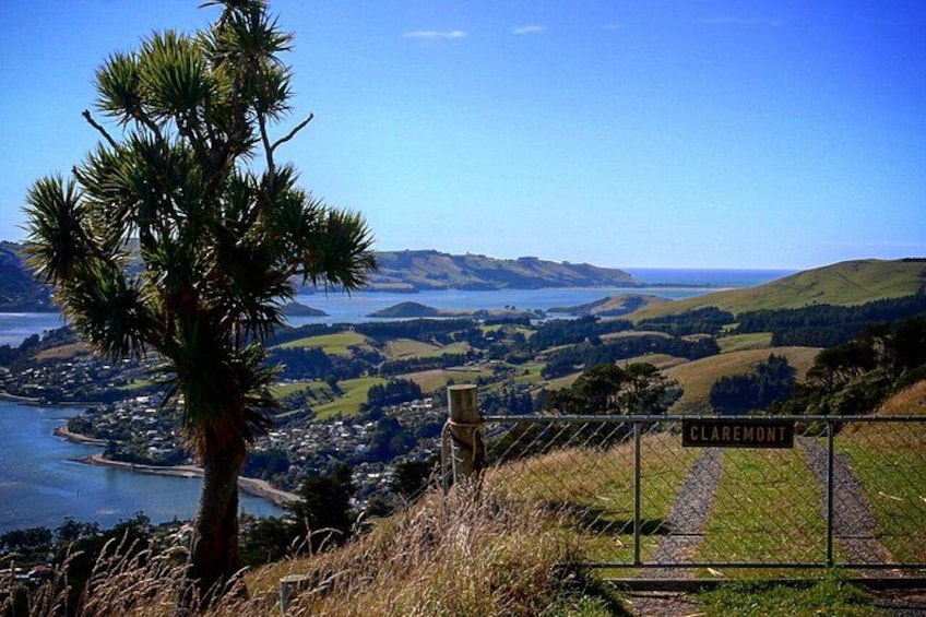 Cruise Ship Tour Dunedin City Highlights & Otago Peninsula Views 4