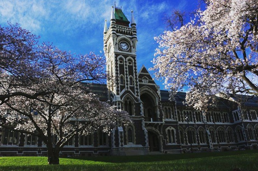 Cruise Ship Tour Dunedin City Highlights & Otago Peninsula Views 1