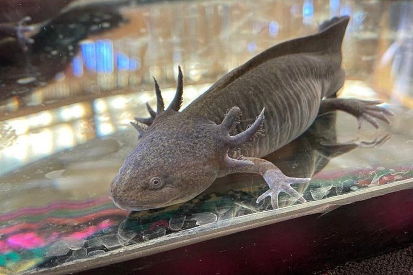 An axolotl in an aquarium with a glass tank, water, and a decorative background. 2
