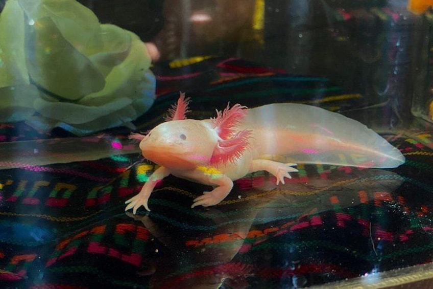 A salamander in an aquarium with a colorful background. 3