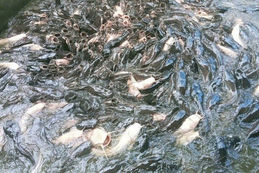 A river with fish and debris. 4