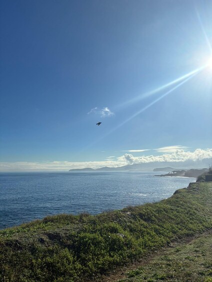 A coastal landscape with a clear sky, a bird flying, and the ocean. 3